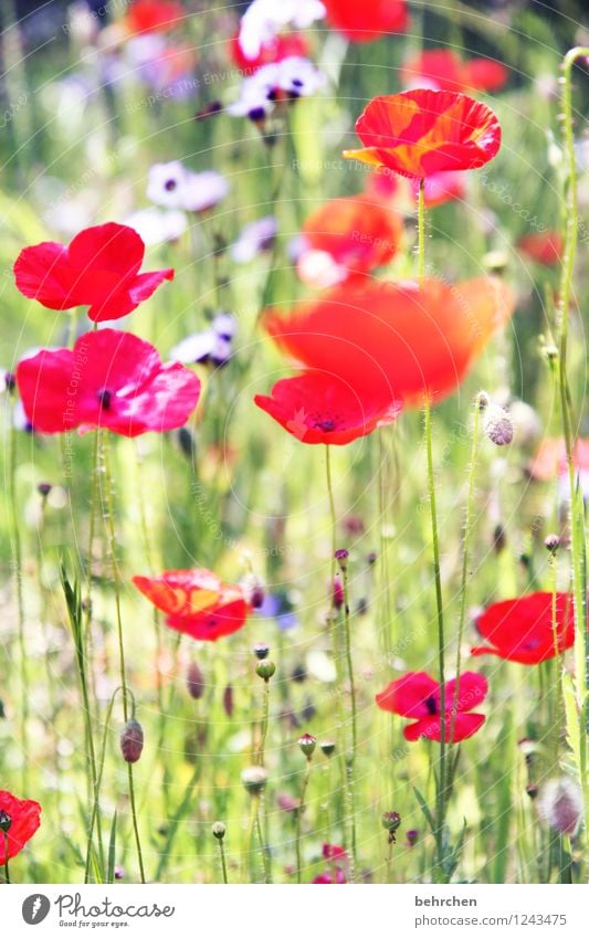 leuchtender mo(h)ntag Natur Pflanze Frühling Sommer Herbst Schönes Wetter Blume Gras Blatt Blüte Wildpflanze Mohn Garten Park Wiese Feld Blühend verblüht