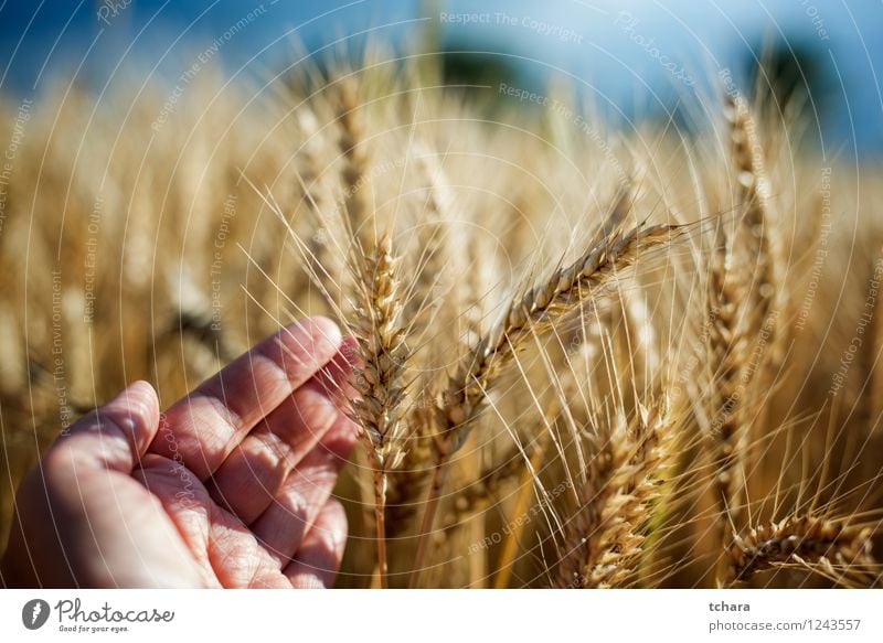 Ernte schön Sommer Sonne Mann Erwachsene Hand Natur Landschaft Pflanze Wachstum gelb gold Weizen Feld Ackerbau Korn Lebensmittel Stroh ländlich Samen Szene