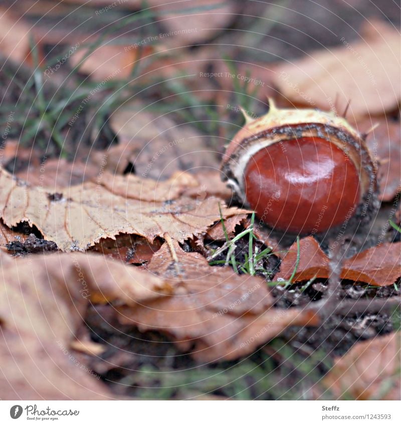 gefallene Kastanie im Herbstlaub Saisonende Kastanienschale Melancholie melancholisch heimisch Kastanienzeit herbstliche Impression Oktober Herbstmelancholie