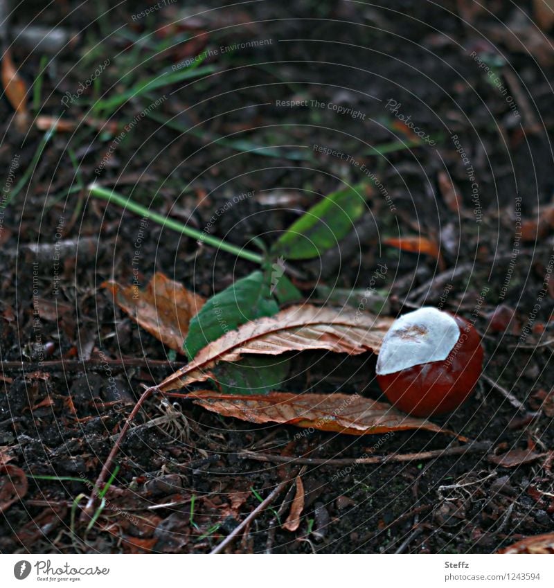 Herbstmelancholie Kastanie Saisonende Vergänglichkeit vergänglich Melancholie melancholisch Kastanienzeit Oktober Herbstblues gefallene Kastanie