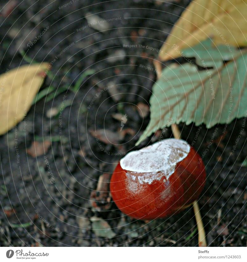 Saisonende mit Kastanie vergänglich heimisch Kastanien herbstlich Herbstbeginn Oktober Rosskastanie Kastanienzeit Herbststimmung Herbstgefühl Herbstfärbung