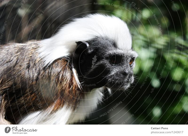 Aeffchen Tier Wildtier Tiergesicht Fell Zoo Affen 1 beobachten authentisch exotisch natürlich wild weich braun schwarz weiß achtsam Wachsamkeit Äffchen