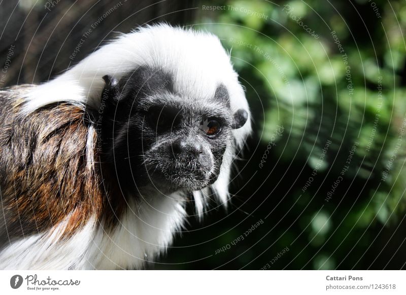 Affenblick Tier Wildtier Tiergesicht Fell Äffchen 1 beobachten Blick ästhetisch authentisch wild weich braun schwarz weiß achtsam Farbfoto Außenaufnahme