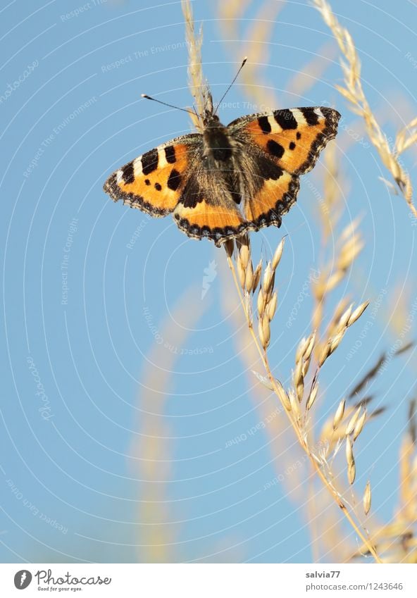 Abendsonne genießen Natur Pflanze Tier Himmel Wolkenloser Himmel Frühling Sommer Schönes Wetter Rispenblüte Schmetterling Flügel Kleiner Fuchs Insekt 1 berühren