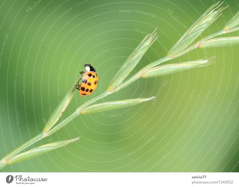 schon oben? Natur Pflanze Tier Frühling Sommer Gras Grünpflanze Wildtier Käfer Marienkäfer Insekt 1 krabbeln dünn frech frei frisch klein grün orange Glück