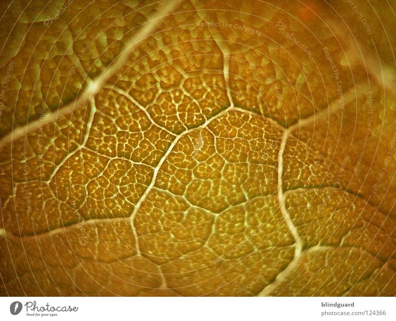 Totes Grün Blatt Gefäße Herbst rot Tod stoßen Physik fein trocken welk Geäst Ahorn gelb Hintergrundbild Indian Summer Makroaufnahme Nahaufnahme autumn leaf Loch