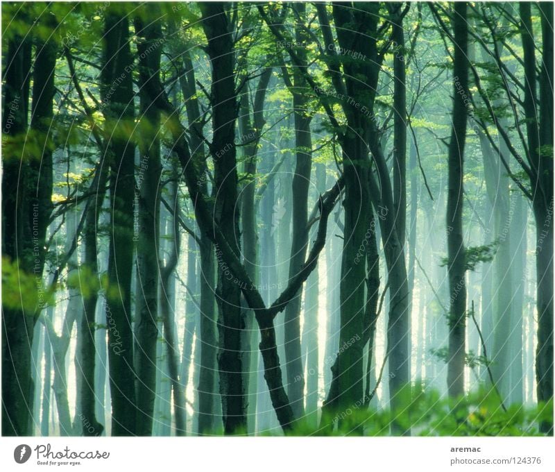 Märchenwald Wald Nebel Baum Blatt Buche grün Licht Landschaft Natur