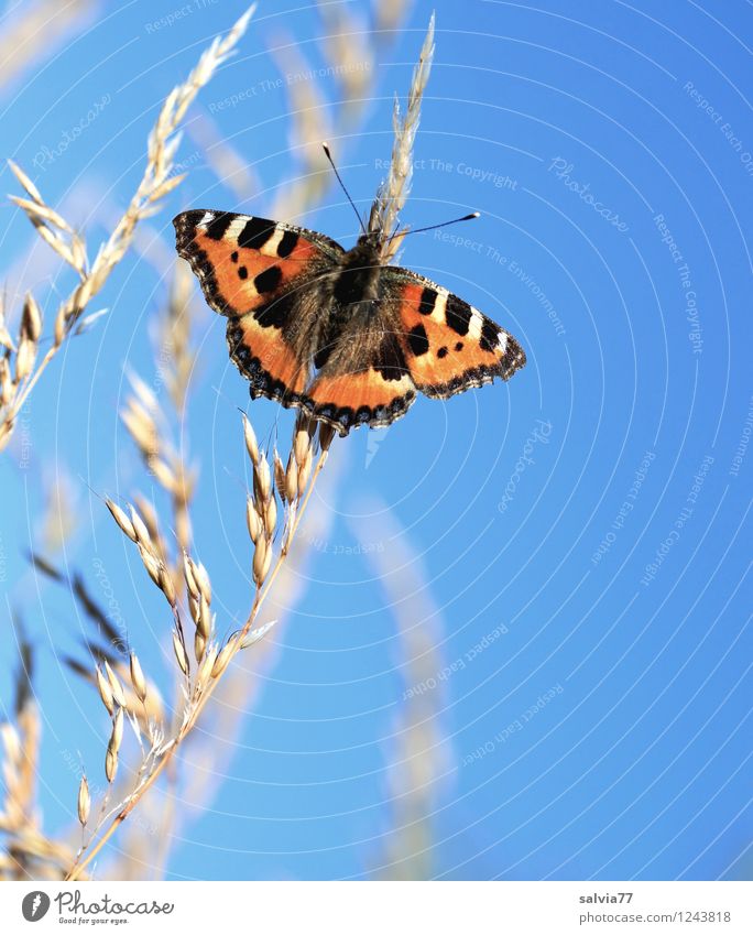 Sonnenbad Umwelt Natur Pflanze Tier Himmel Wolkenloser Himmel Frühling Schönes Wetter Gräserblüte Rispenblüte Schmetterling Flügel Kleiner Fuchs Insekt 1