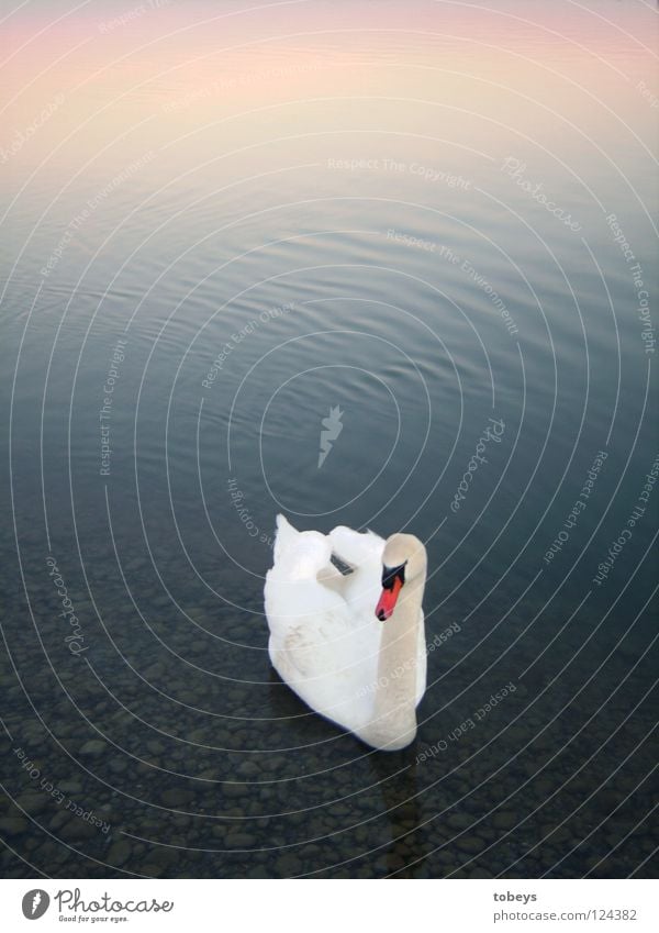 Engel Schwimmen & Baden Wellen Wasser Himmel See Vogel Schwan Flügel weiß Farbe Schnabel Mischung Ente lol Schnabeltier Im Wasser treiben mehrfarbig