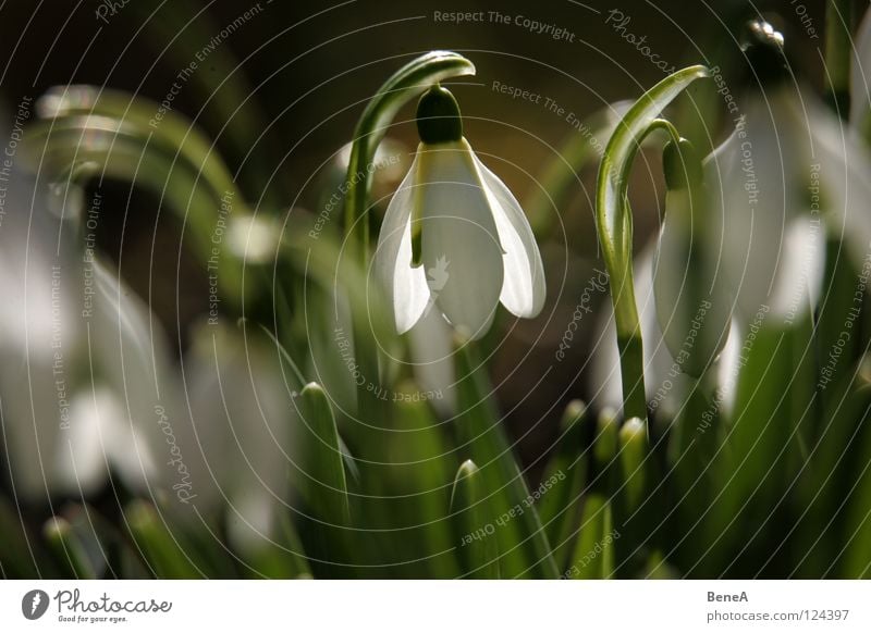 Blümschns 3 Blume Schneeglöckchen Glocke Amaryllisgewächse Lilien Keim Blüte Frühling Winter Beginn Jahreszeiten Natur Pflanze Gärtner Gartenarbeit Reifezeit