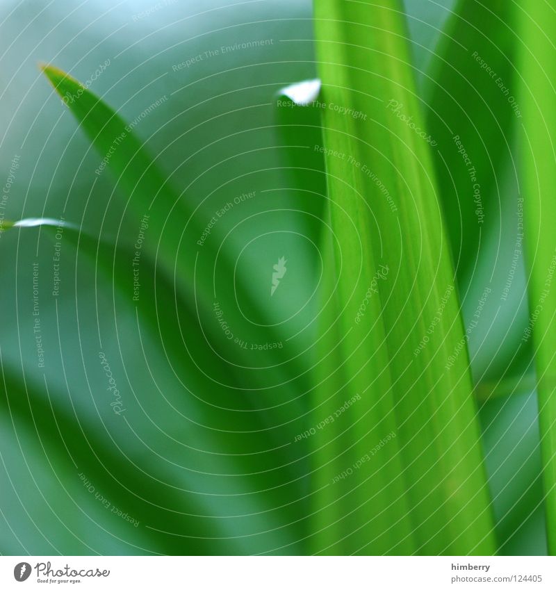 greenlines grün Florida Botanik Urwald Hintergrundbild Park Bahamas Strand Ferien & Urlaub & Reisen frisch Palme jungle jungel leaf giant Natur tropic