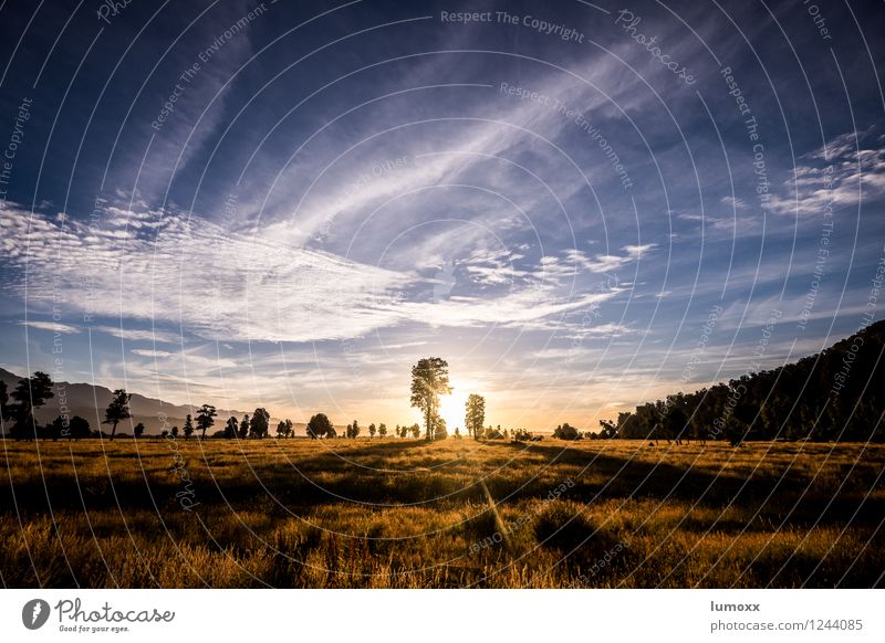 west coast Himmel Wolken Sommer Baum Gras Insel Neuseeland Westen blau braun gold Farbfoto Abend Sonnenstrahlen Sonnenaufgang Sonnenuntergang Gegenlicht