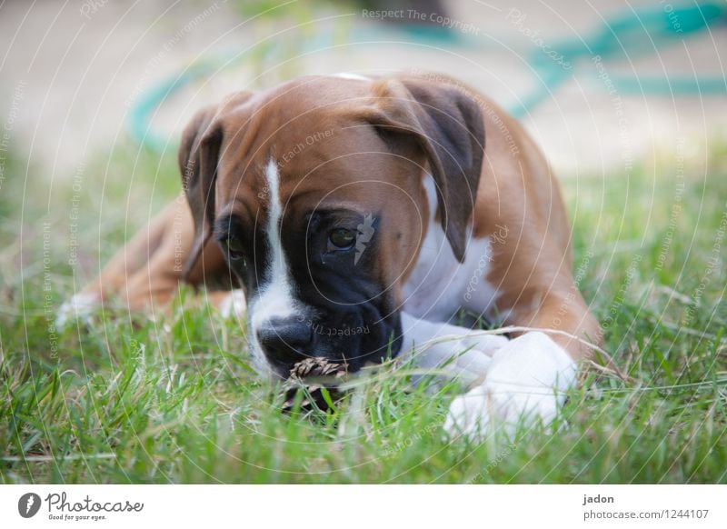 entdecker. Freude Spielen Expedition Gras Garten Wiese Tier Haustier Hund Tiergesicht Pfote 1 beobachten entdecken Kontrolle Umwelt Schnauze Auge Farbfoto