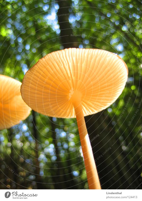 Sunshine Pilz unten groß klein Gift Wald Gemüse mushroom fungal reishi Ling-zhi-Pilz forest