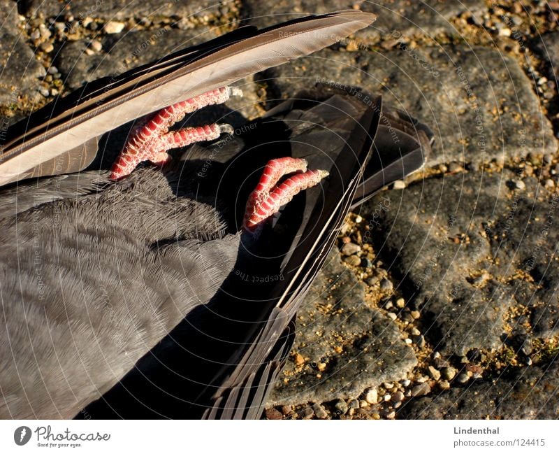 Dead Dove V Taube Tier Hölle frisch Gully Abwasserkanal Vogel death dead Tod Stein Straße street Himmel fliegen gullie Pflastersteine