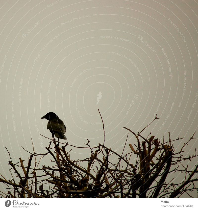 Krähenwinter IV Vogel Rabenvögel Aaskrähe Geäst Sträucher hocken grau trüb kalt Winter Einsamkeit Garten Park Ast Zweig sitzen Blick beobachten