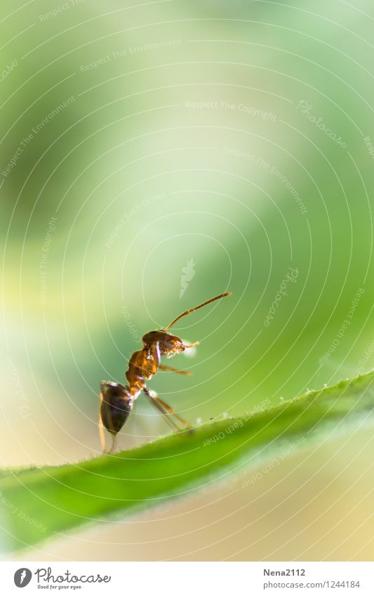 der Einzelkämpfer Umwelt Natur Tier Luft Frühling Sommer Schönes Wetter Pflanze Gras Sträucher Blatt Garten Park Wiese Feld Wald 1 Aggression verrückt Wut grün