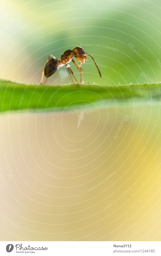 Überblick Umwelt Natur Tier Luft Frühling Sommer Schönes Wetter Pflanze Gras Sträucher Blatt Garten Park Wiese Wald 1 elegant hoch sportlich grün Ameise Insekt