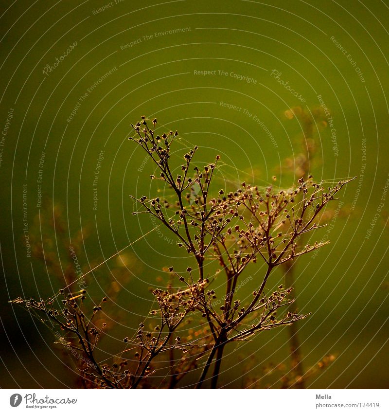 versponnen Pflanze Blüte Spinne trocken Gegenlicht Sonnenlicht Beleuchtung grün Nachmittag Wiese Blume Feld Physik Tod vergangen Vergänglichkeit Park Rispe