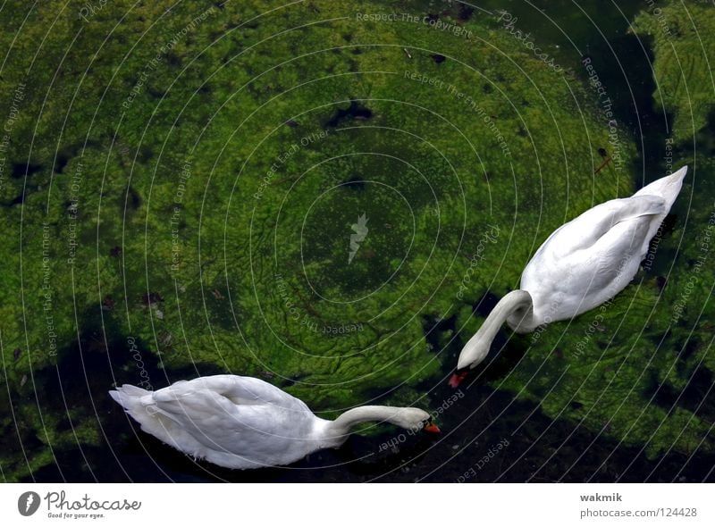 Schwäne weiß Schwan grün unschuldig glänzend kalt rein Tier satt Liebe Vogel Frühling friedlich Frieden Natur zwei zweisamkeit Idylle Bioprodukte