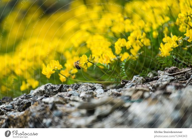 Der Frühling naht Umwelt Natur Pflanze Blume Blüte Wildpflanze Felsen Alpen Berge u. Gebirge Blühend Duft schön natürlich gelb Frühlingsgefühle Farbe Biene