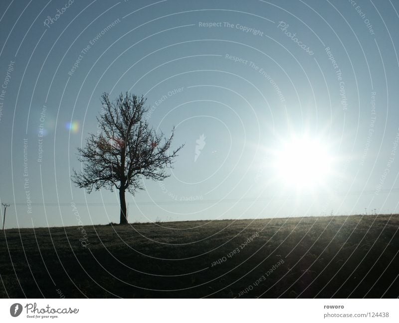 Wintersonne Baum Herbst Einsamkeit Gegenlicht Feld Wiese Jahreszeiten Sonne Landschaft Desloch Blauer Himmel Schönes Wetter Natur