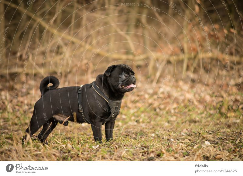 Mops Posing Tier Haustier Hund 1 Dekoration & Verzierung Sammlerstück beobachten entdecken Sport träumen ästhetisch sportlich elegant einzigartig muskulös