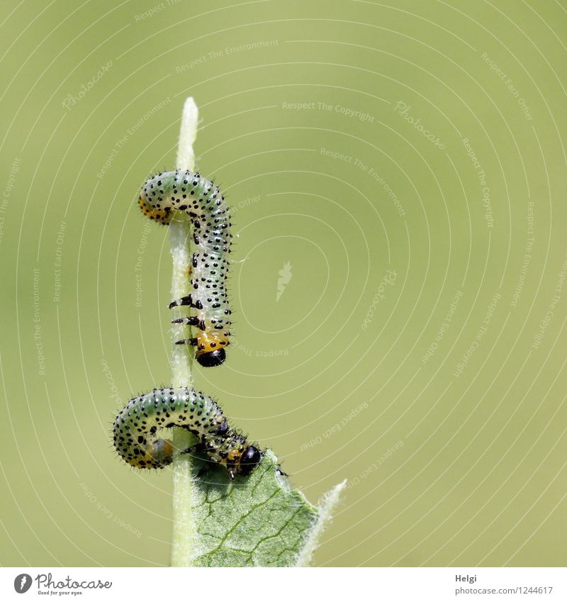 Fressfeinde... Umwelt Natur Pflanze Tier Sommer Sträucher Blatt Garten Wildtier Raupe 2 Tierjunges Fressen authentisch Ekel einzigartig klein natürlich gelb