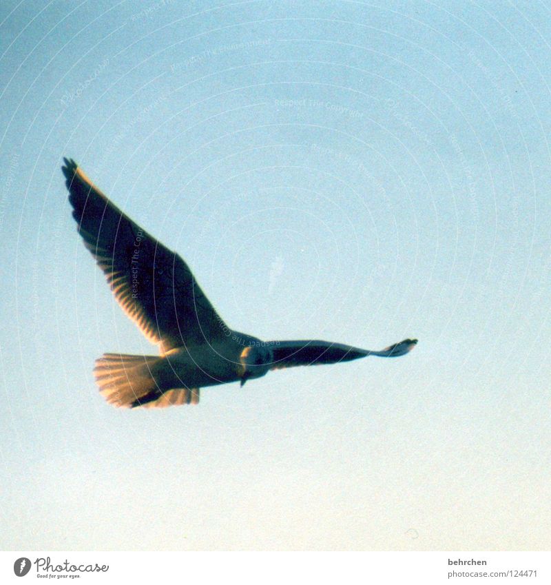 und wieder eine möwe... Möwe Vogel Strand Meer Küste Ostsee sonneschein Himmel Feder fliegen Freiheit Flügel blau