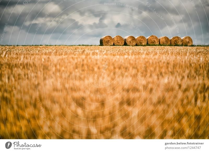 Stroh oder was? Getreide Sommer Landwirtschaft Forstwirtschaft Landschaft Wolken Gewitterwolken rund blau gelb ruhig Ordnungsliebe Strohballen Ackerbau Farbfoto