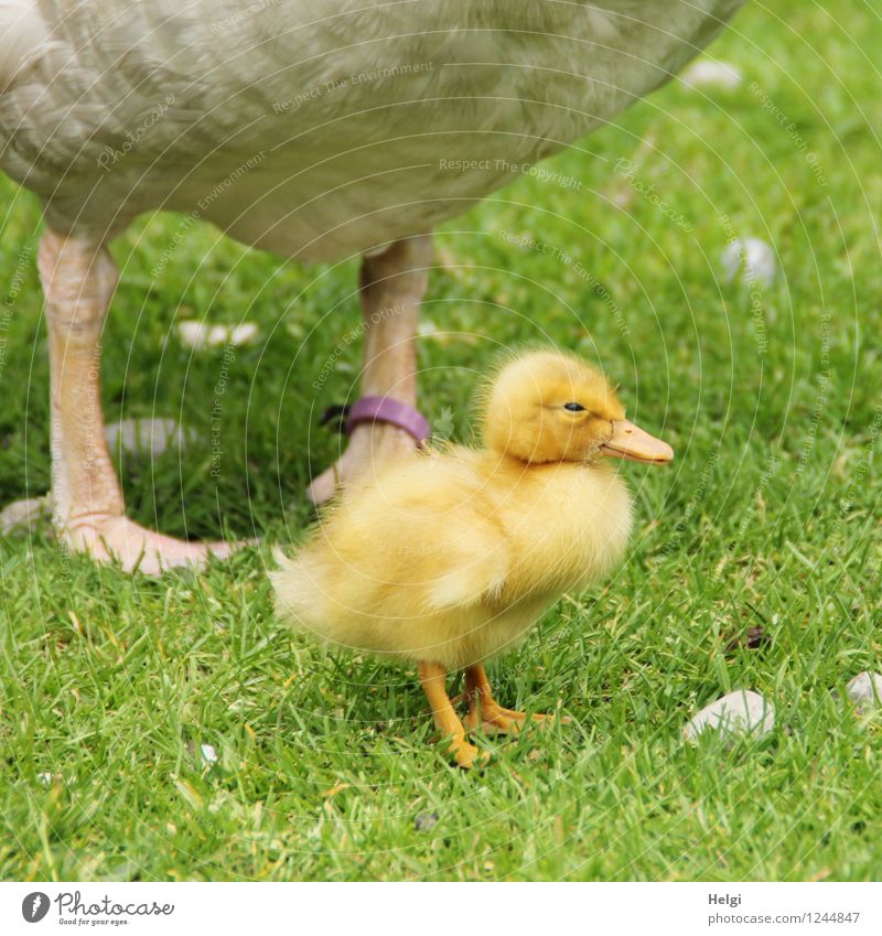 Kindheitserinnerungen | auf dem Bauernhof... Umwelt Natur Frühling Gras Wiese Tier Nutztier Gans Gössel 2 Tierjunges Tierfamilie Blick stehen ästhetisch