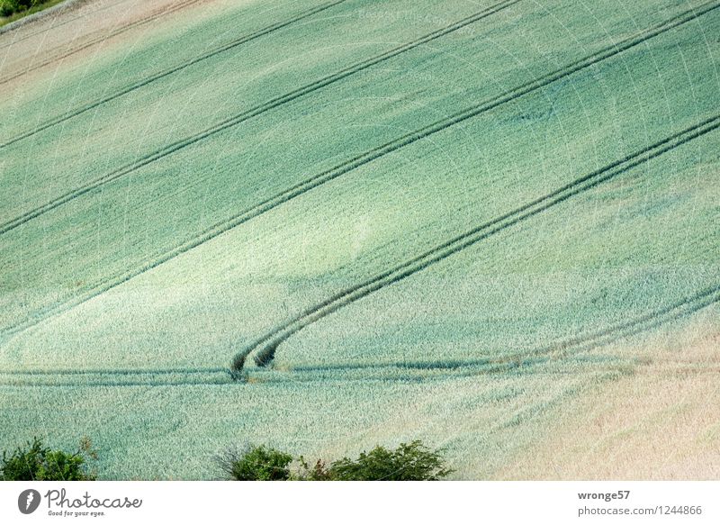 Feldspuren Umwelt Pflanze Sommer Grünpflanze Nutzpflanze Getreidefeld natürlich grün Fahrbahn Kornfeld Muster Vogelperspektive Ackerboden Farbfoto