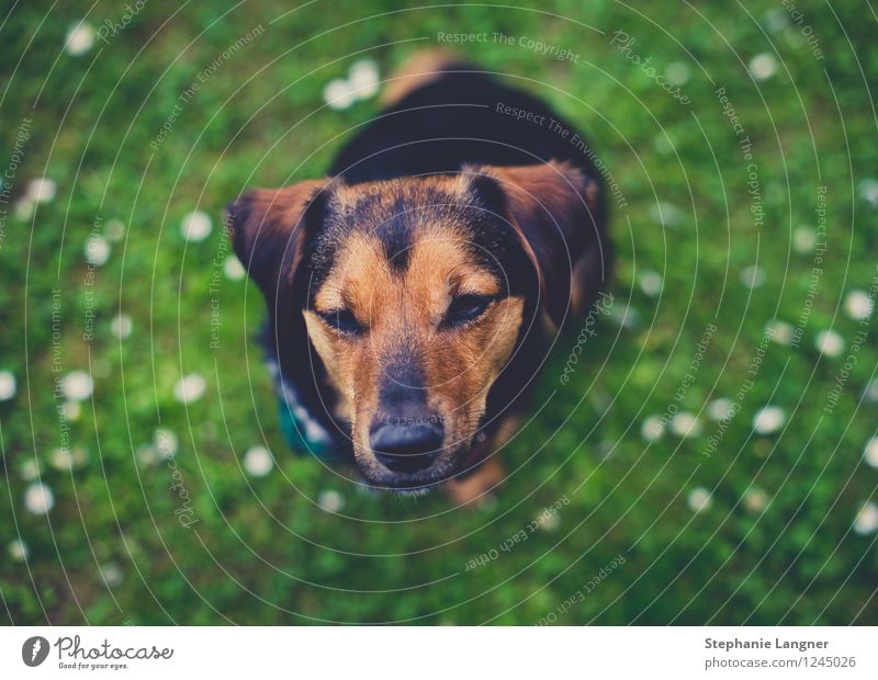 kleiner Hund Frühling Sommer Blume Garten Wiese Tier Haustier 1 Erholung Blick sitzen frech Freundlichkeit Fröhlichkeit frisch Gesundheit Glück schön Neugier