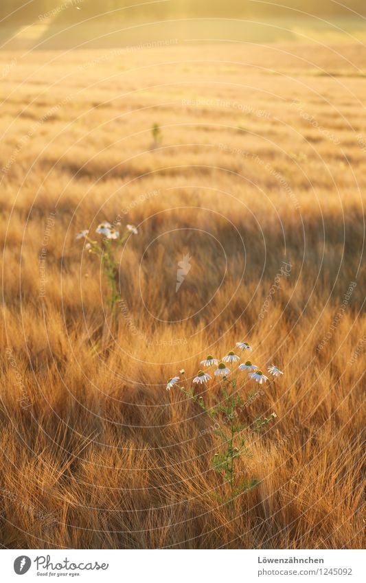 Kamillchen Natur Sommer Schönes Wetter Pflanze Gerstenfeld Kamille Kamillenblüten Feld leuchten Wachstum einfach Freundlichkeit klein natürlich schön Wärme gelb