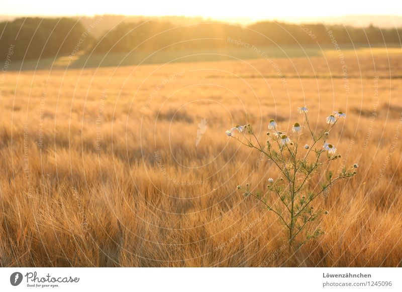 Feldromantik Natur Sommer Schönes Wetter Blüte Wildpflanze Getreidefeld Gerstenfeld Kamillenblüten leuchten Wachstum ästhetisch heiß hell natürlich schön