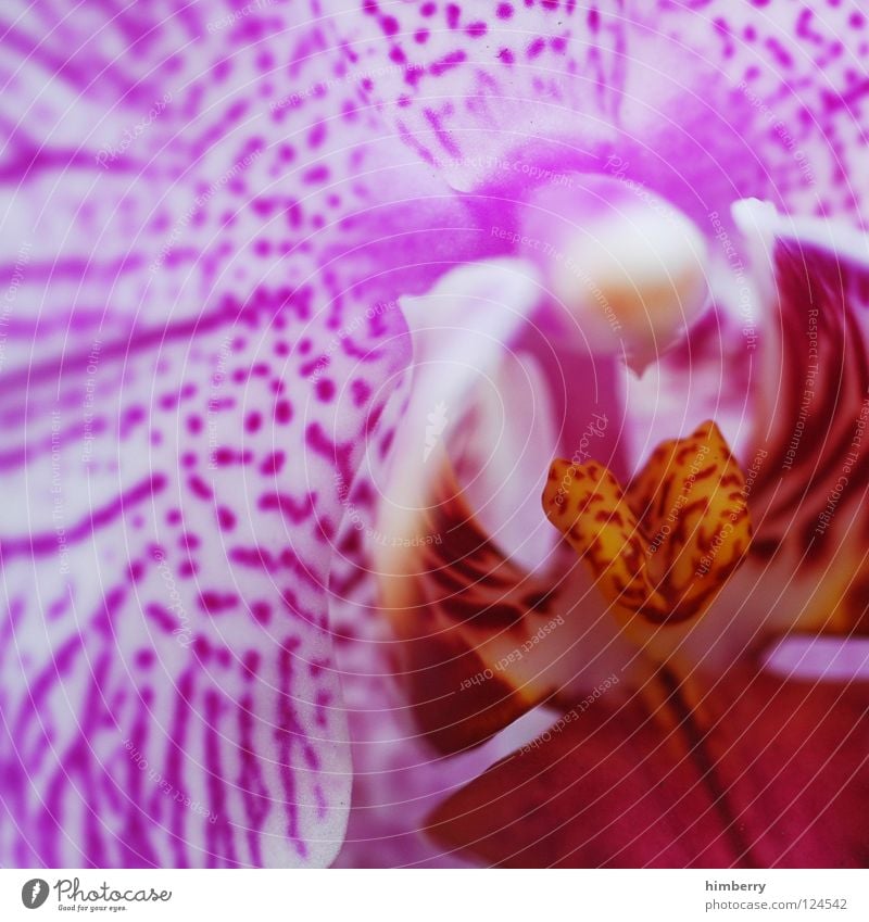 close pink up Blume Makroaufnahme Blüte Pflanze Detailaufnahme weiß Blattknospe Blütenknospen Blütenblatt Botanik Natur Sommer Frühling frisch Wachstum rot