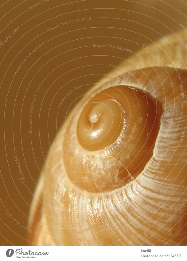 Einzimmerwohnung schön Tier Schnecke Muschel Ornament drehen rund Tod Einsamkeit Schneckenhaus Spirale gedreht Kalk Fundstück hart leer Drehung Farbfoto rau