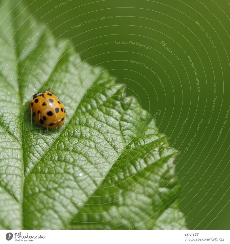 Sonnenseite Umwelt Natur Pflanze Tier Frühling Sommer Blatt Grünpflanze Käfer Marienkäfer Insekt 1 genießen krabbeln sitzen authentisch einfach klein natürlich