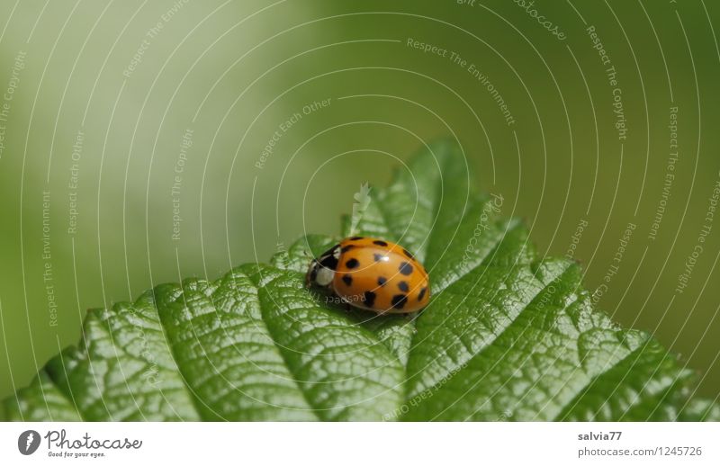 Lichtblick Umwelt Natur Pflanze Tier Frühling Sommer Blatt Grünpflanze Blattadern Blattgrün Käfer Insekt Marienkäfer 1 krabbeln leuchten sitzen authentisch frei