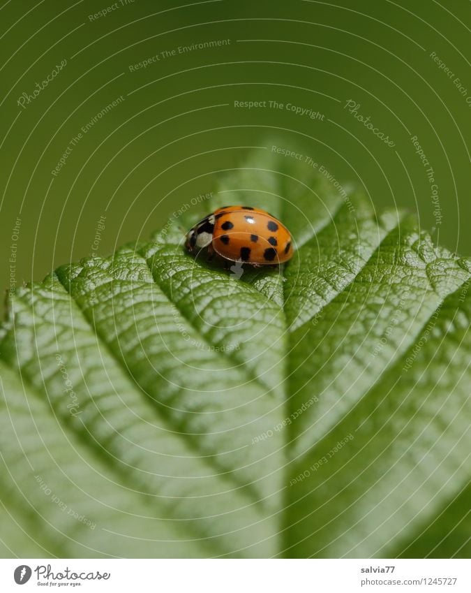 obenauf Umwelt Natur Pflanze Tier Frühling Sommer Blatt Grünpflanze Blattadern Blattgrün Käfer Marienkäfer Insekt 1 berühren krabbeln sitzen Freundlichkeit