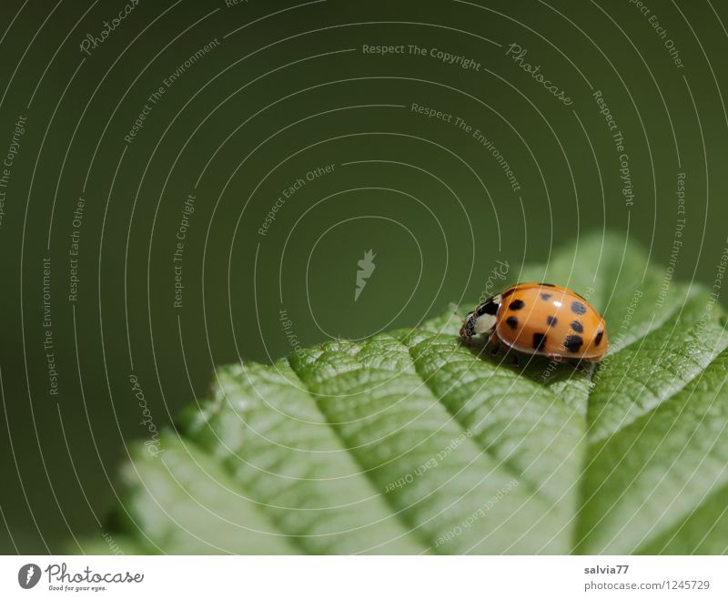 an der Spitze Umwelt Natur Pflanze Tier Frühling Sommer Blatt Grünpflanze Blattgrün Blattadern Käfer Marienkäfer Insekt 1 krabbeln sitzen ästhetisch frei frisch