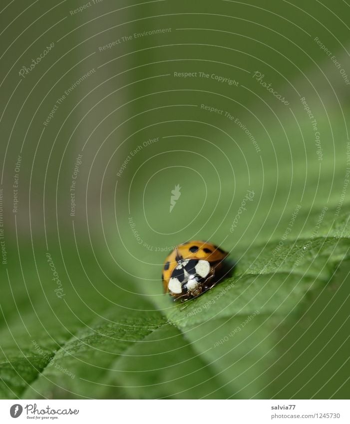 Schräglage Natur Pflanze Tier Frühling Sommer Blatt Grünpflanze Wildpflanze Wildtier Käfer Marienkäfer Insekt 1 krabbeln sitzen frei Glück klein natürlich