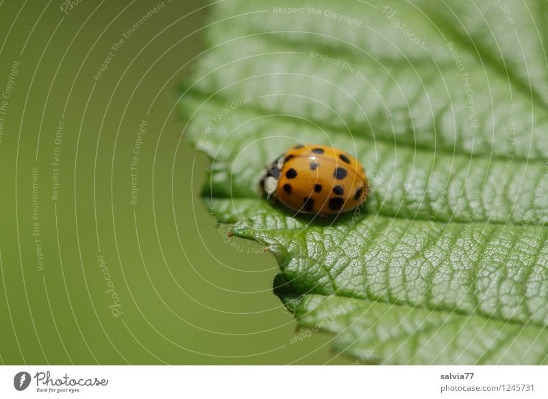 am Blattrand Umwelt Natur Pflanze Tier Frühling Sommer Grünpflanze Wildtier Käfer Marienkäfer 1 genießen krabbeln sitzen Freundlichkeit frisch glänzend klein