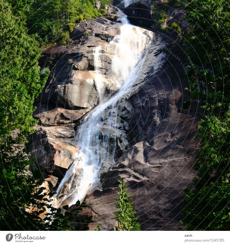 Auslaufmodell Sommer Umwelt Natur Wasser Pflanze Baum Sträucher Wald Hügel Felsen Berge u. Gebirge Schlucht Bach Fluss Wasserfall Flüssigkeit grau grün fließen