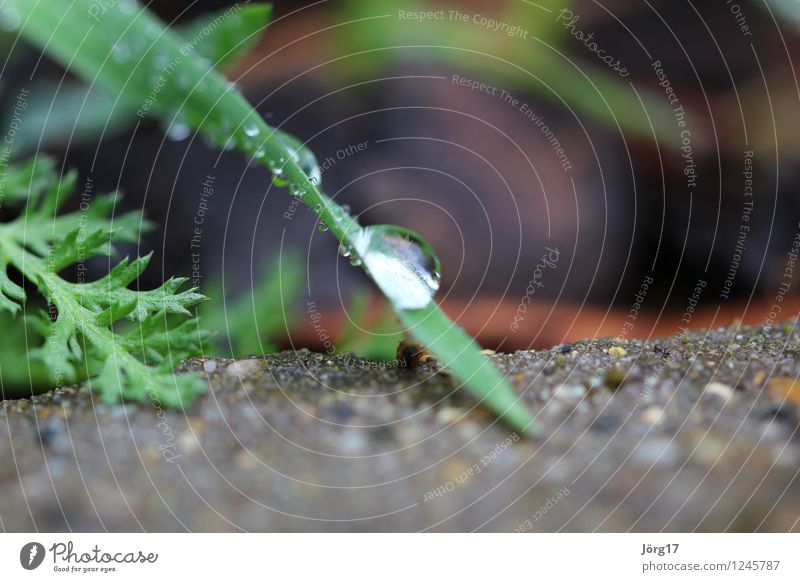 Morgentau Natur Pflanze Tier Wassertropfen Gras Grünpflanze Wildpflanze Garten Wiese grün Farbfoto Außenaufnahme Nahaufnahme Detailaufnahme Makroaufnahme