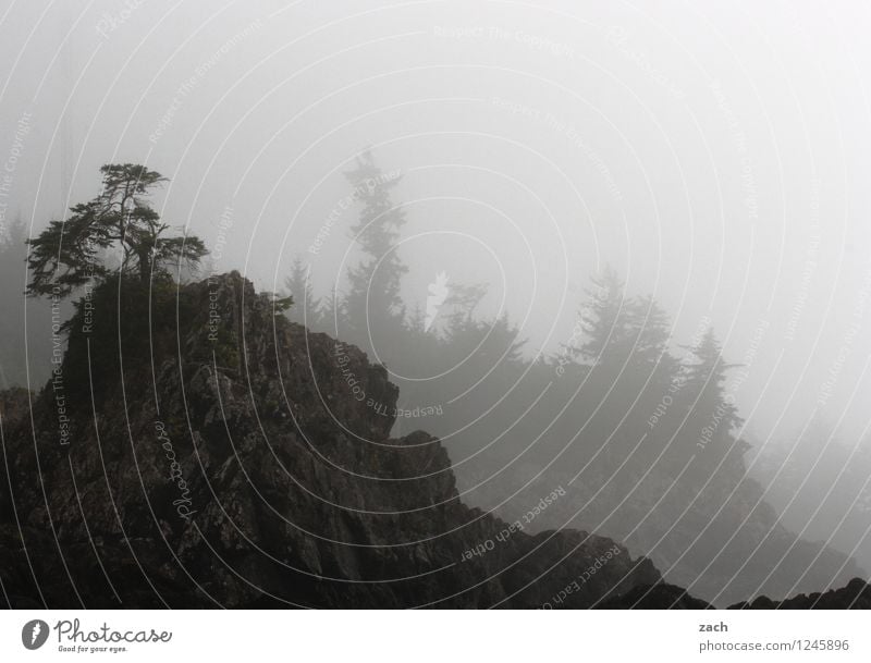 Küstennebel Ferne Natur Landschaft Pflanze Wasser Herbst Wetter schlechtes Wetter Nebel Regen Baum Wald Hügel Felsen Berge u. Gebirge Meer Pazifik Insel