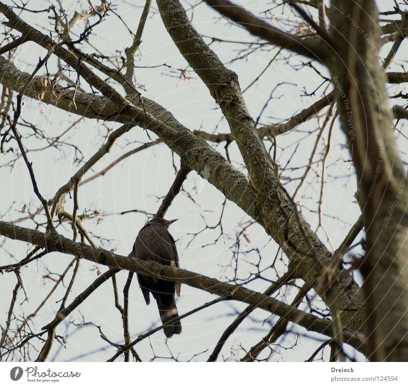 (K)ein Vogel Luft gefiedert Schnabel dunkel braun Tier Baum Sträucher Blatt Baumkrone Himmel fliegen Feder Schönes Wetter Schönwetter blau Natur Landschaft Ast