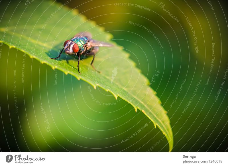 Billigflieger Pflanze Tier Sommer Garten Park Fliege Tiergesicht 1 fliegen Farbfoto Außenaufnahme Nahaufnahme Detailaufnahme Makroaufnahme