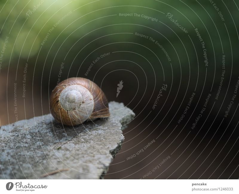 sprungbrett Wald Schnecke 1 Tier Stein Zeichen atmen festhalten hocken warten schön feminin Partnerschaft träumen Ferne Wellness Weinbergschnecken Steinplatten