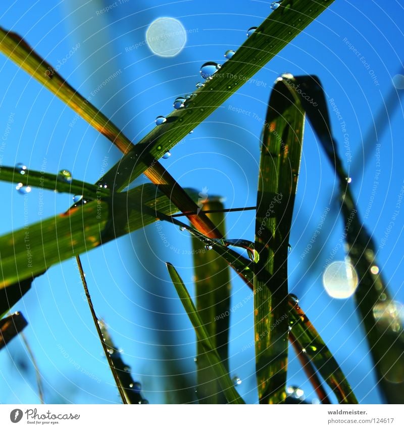 Gras und Tau Wiese Morgen feucht nass kalt grün Seil Wassertropfen Himmel blau